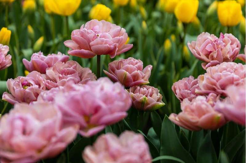 Tulipan 'Beachberry' (Storkøb) - 80 løg